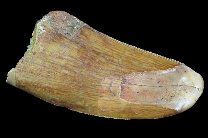 Serrated, Juvenile Carcharodontosaurus Tooth #93201